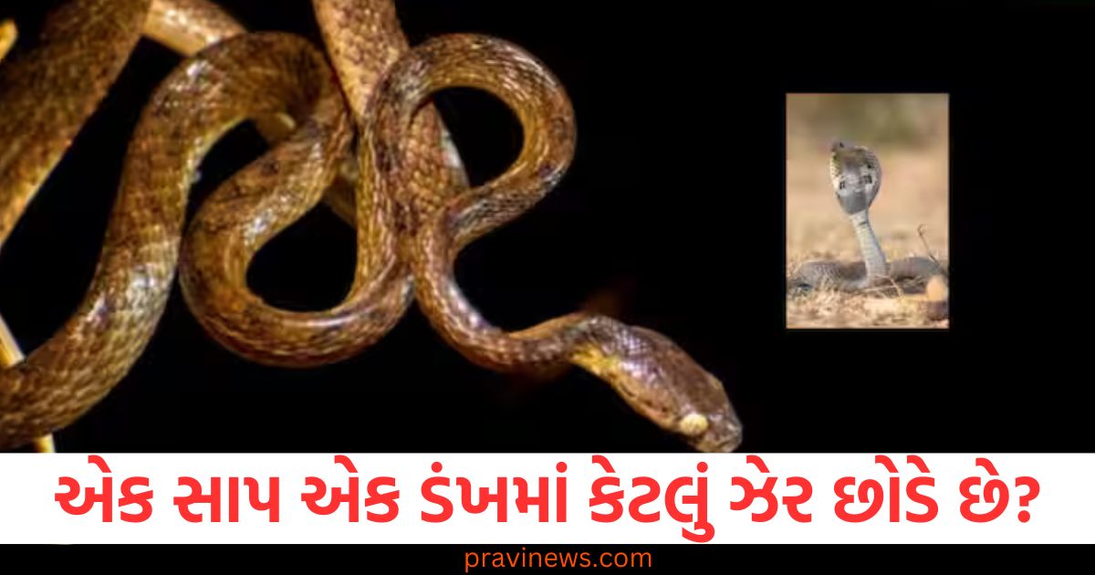 એક સાપ એક ડંખમાં કેટલું ઝેર છોડે છે? જેમની પાસે ઝેર નથી તેઓ શું છોડી જાય છે https://www.pravinews.com/ajab-gajab