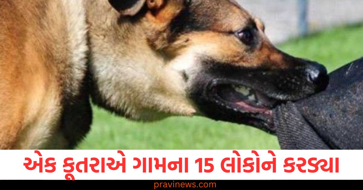 એક કૂતરાએ ગામના 15 લોકોને કરડ્યા, છોકરીને બચાવવા ગયેલા ગ્રામજનો પર પણ હુમલો કર્યો https://www.pravinews.com/business/budget-2025-health-tax-ulta-processed-food-junk-items-fssai-who-health-news-nirmala-sitharaman-98803