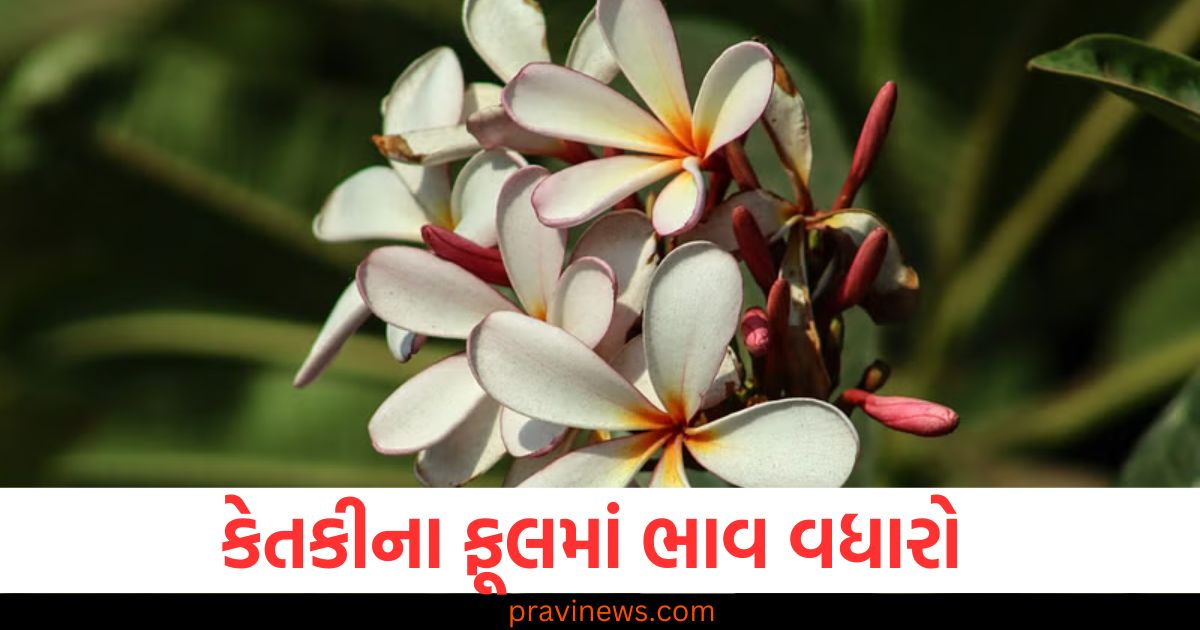 મહાશિવરાત્રી પર ભગવાન શિવને અર્પણ કરવામાં આવતા કેતકીના ફૂલમાં ભાવ વધારો https://www.pravinews.com/international-news/trump-gold-card-visa-for-the-super-rich-will-impact-indians-onlu-super-rich-can-afford-this-109559