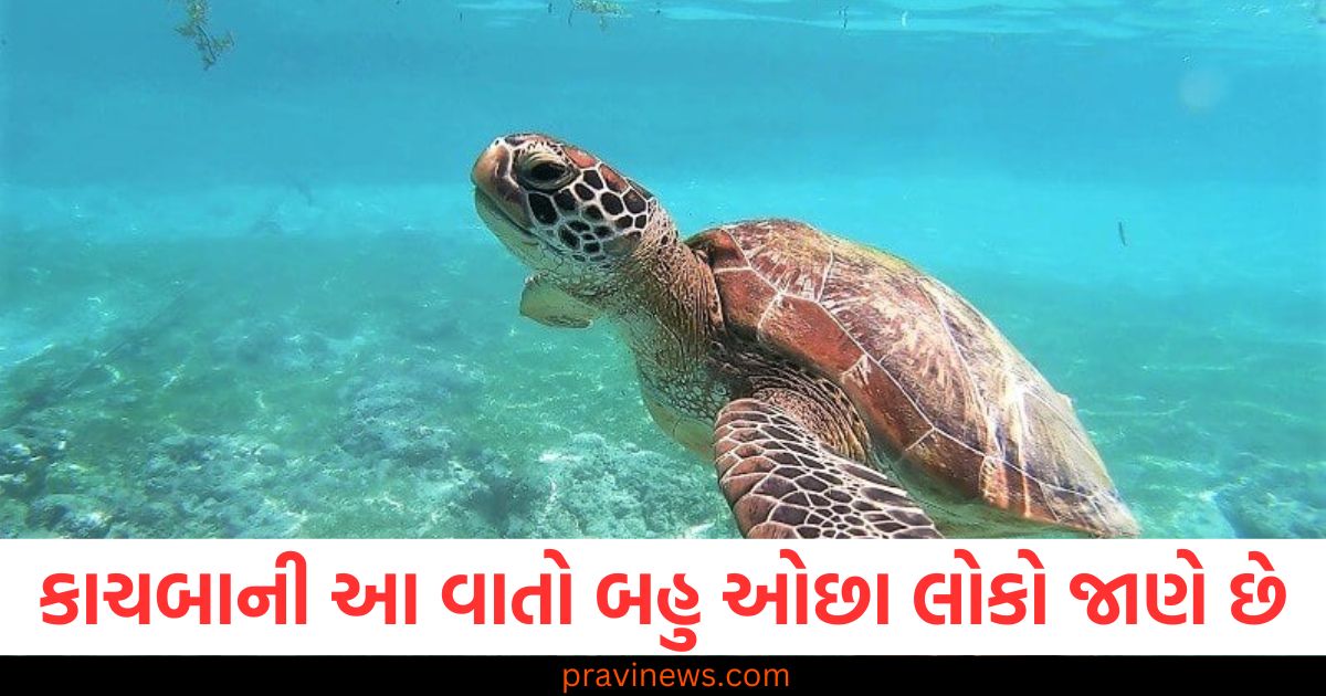 કાચબા વિશે આ વાતો બહુ ઓછા લોકો જાણે છે, જાણ્યા પછી તમને વિશ્વાસ નહીં આવે https://www.pravinews.com/ajab-gajab/know-the-four-interesting-facts-about-turtle-109702