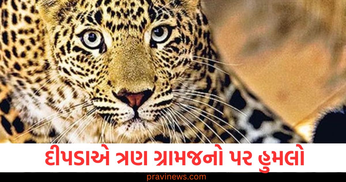 બહરાઇચમાં દીપડાનો ભય, જંગલમાંથી બહાર આવીને ત્રણ ગ્રામજનો પર હુમલો https://www.pravinews.com/international-news/donald-trump-gaza-plan-israeli-defense-minister-gave-this-order-to-the-army-100445