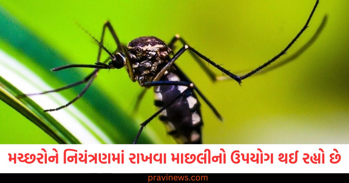 મચ્છરોને નિયંત્રણમાં રાખવા માટે માછલીનો ઉપયોગ થઈ રહ્યો છે, કેન્દ્રને નોટિસ ફટકારવામાં આવી https://www.pravinews.com/world-news-in-gujarati/jaipur-rto-inspector-vijendra-kumar-jangid-beaten-by-public-after-road-accident-watch-video-98837