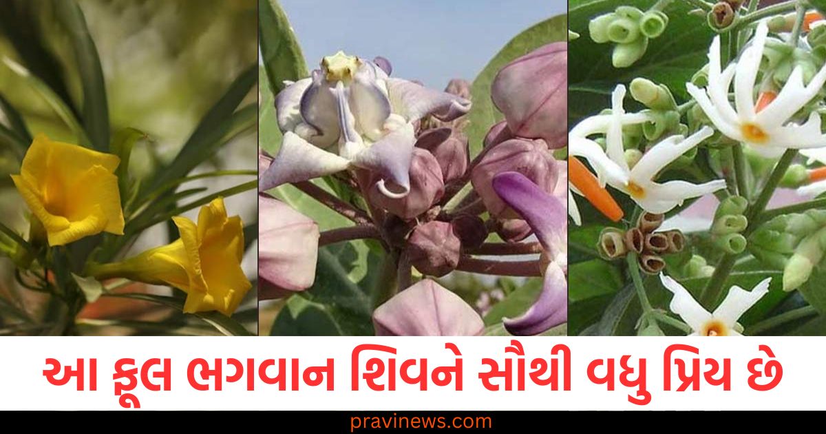 આ ફૂલ ભગવાન શિવને સૌથી વધુ પ્રિય છે, મહાશિવરાત્રી પર અર્પણ કરો, દરેક જરૂરિયાત પૂર્ણ થશે! https://www.pravinews.com/religion/astrology/falgun-amavasya-2025-pitru-moksha-yoga-being-formed-perform-tarpan-house-filled-with-happiness-104229