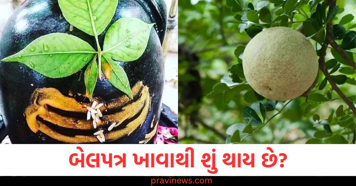 શિવલિંગ પર ચઢાવવામાં આવેલ બેલપત્ર ખાવાથી શું થાય છે? https://www.pravinews.com/lifestyle