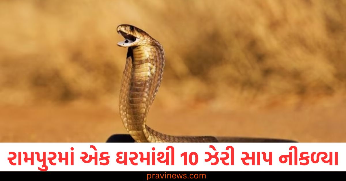 રામપુરમાં એક ઘરમાંથી 10 ઝેરી સાપ નીકળ્યા, વન વિભાગ દ્વારા 2 કોબ્રા અને 8 ધામિનને બચાવ્યા બાદ ભયનો માહોલ https://www.pravinews.com/world-news-in-gujarati/uniform-civil-code-pm-modis-100-day-agenda-the-entire-country-is-feeling-the-need-for-a-uniform-civil-code-2809