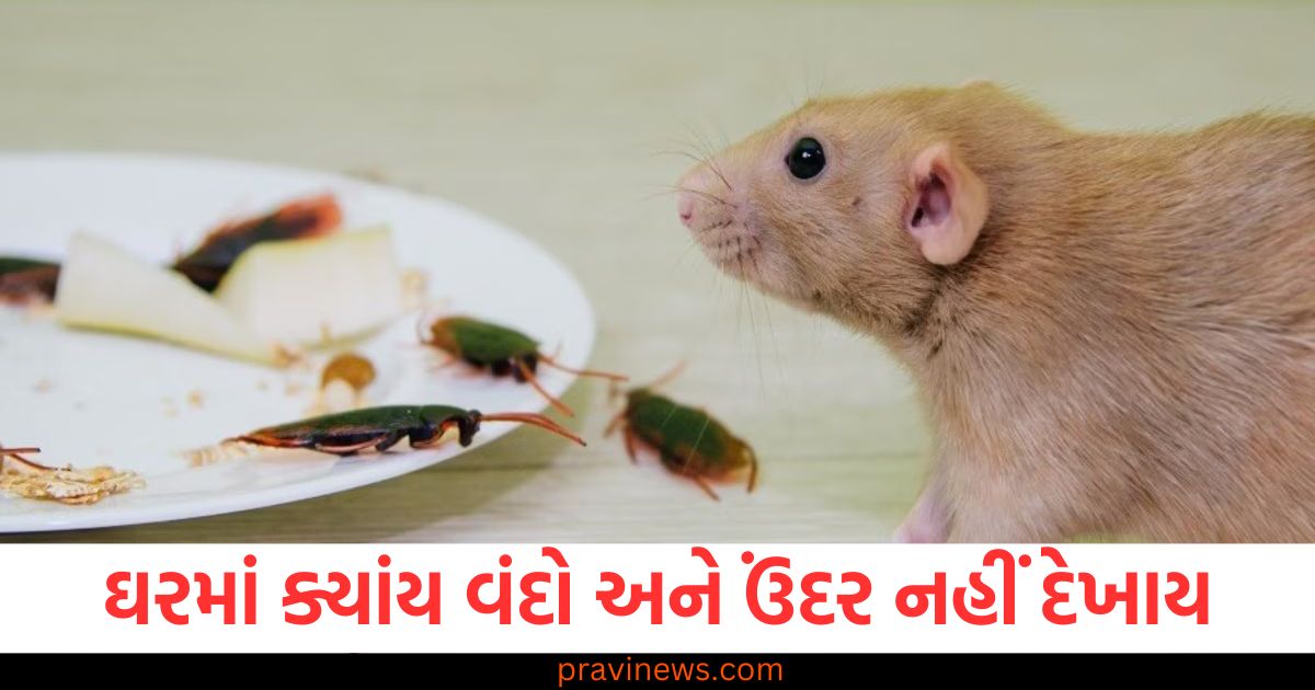 ઘરમાં ક્યાંય વંદો અને ઉંદર નહીં દેખાય, બચેલા તેલનો આ ઉપયોગ તમને આશ્ચર્યચકિત કરશે https://www.pravinews.com/lifestyle/tips-to-reuse-cooking-oil-to-get-rid-of-insects-rats-cockroaches-and-other-ways-of-using-it-100538