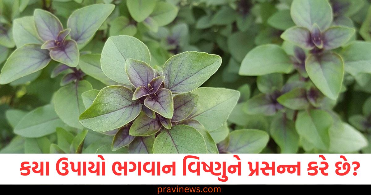 સૂકા તુલસીના લાકડાના કયા ઉપાયો ભગવાન વિષ્ણુને પ્રસન્ન કરે છે? https://www.pravinews.com/religion/astrology/tulsi-upaay-how-vishnu-ji-become-happy-after-sukhi-tulsi-ki-lakadi-upaay-100461