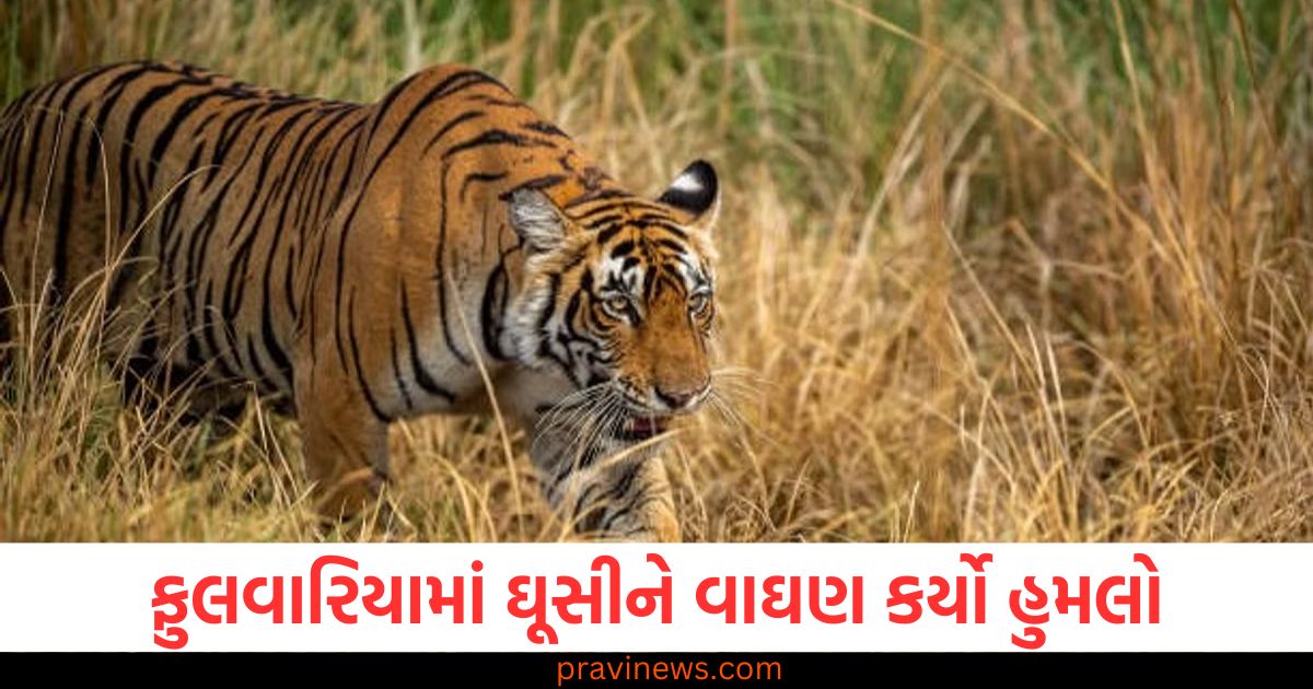 યુપીના ફુલવારિયામાં ઘૂસીને વાઘણ કર્યો હુમલો, બે લોકો ઘાયલ થતા ગુસ્સે ભરાયેલા ગ્રામજનોએ વાઘણને મારી નાખી https://www.pravinews.com/lifestyle/health-fitness/how-to-use-banana-peel-for-teeth-whitening-109434