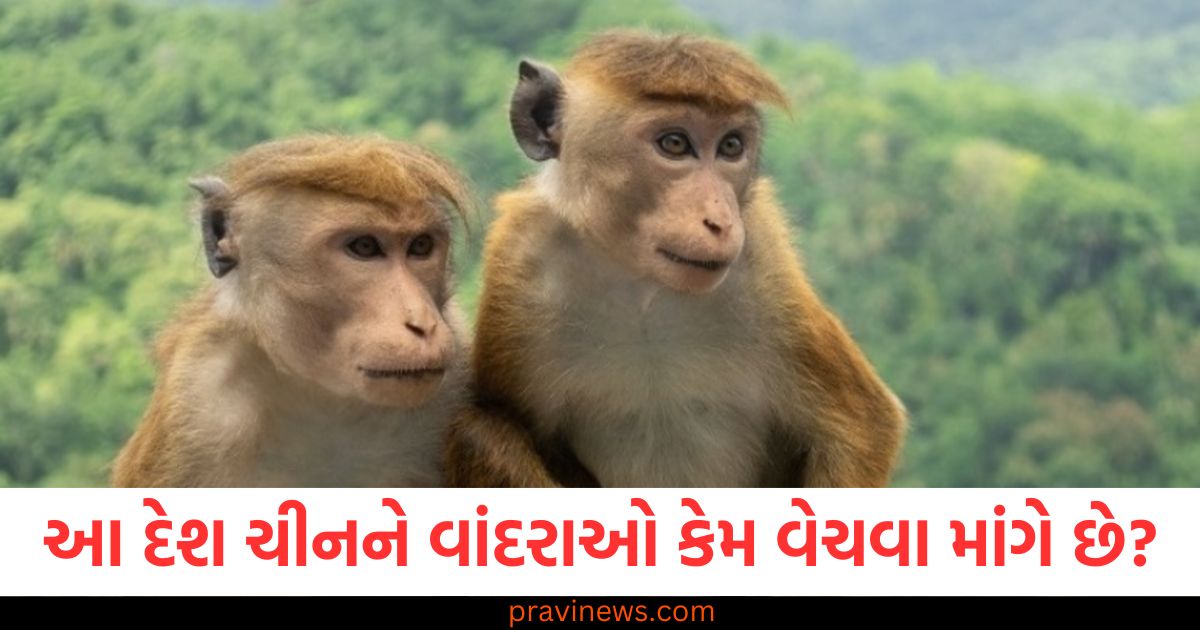 ભારતનો આ પડોશી દેશ ચીનને વાંદરાઓ કેમ વેચવા માંગે છે? મોટું કારણ સામે આવ્યું https://www.pravinews.com/entertainment/ed-sheeran-enjoys-scooter-ride-with-arijit-singh-in-murshidabad-102845