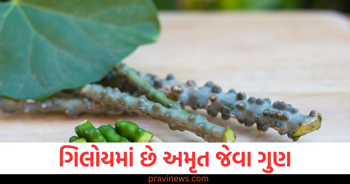 ગિલોય અમૃતથી ઓછું નથી, જો તમે તેને દરરોજ ખાવાનું શરૂ કરશો તો આ ગંભીર રોગો તમારાથી દૂર રહેશે https://www.pravinews.com/ajab-gajab/gastric-brooding-frogs-give-birth-to-babies-through-their-mouth-know-where-they-are-found-111132