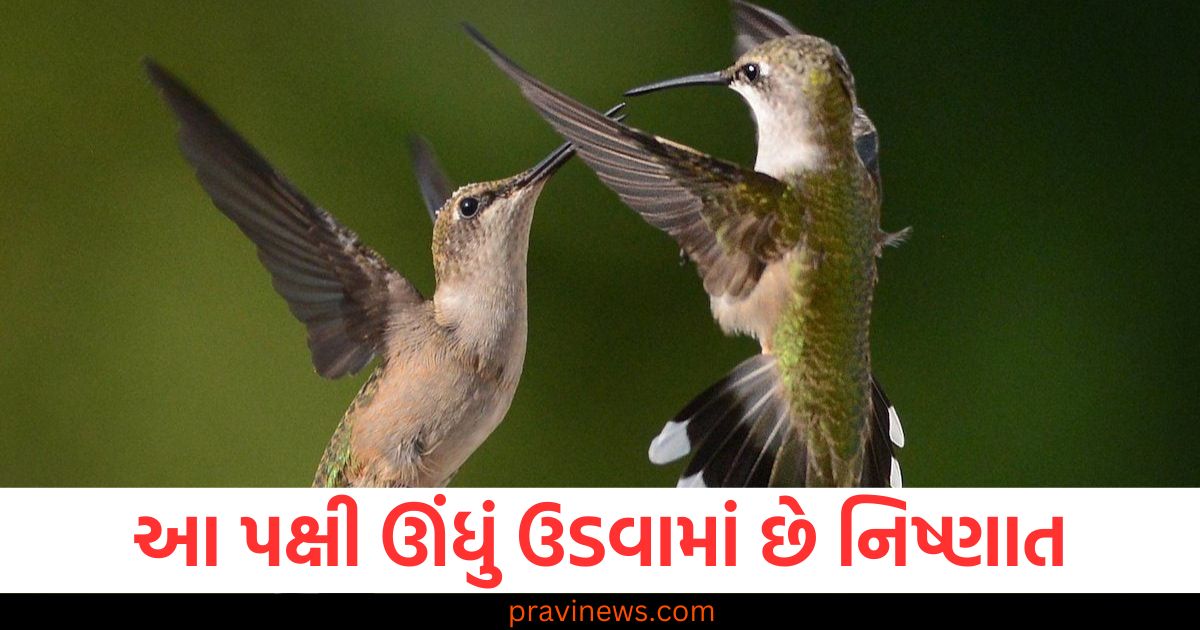 આ પક્ષી ઊંધું ઉડવામાં છે નિષ્ણાત, જાણો ક્યાં જોવા મળે છે આ અનોખા જીવો! https://www.pravinews.com/ajab-gajab/what-is-this-about-baba-vengas-prophecy-after-knowing-it-a-mountain-of-tension-fell-on-the-people-of-the-world-112281