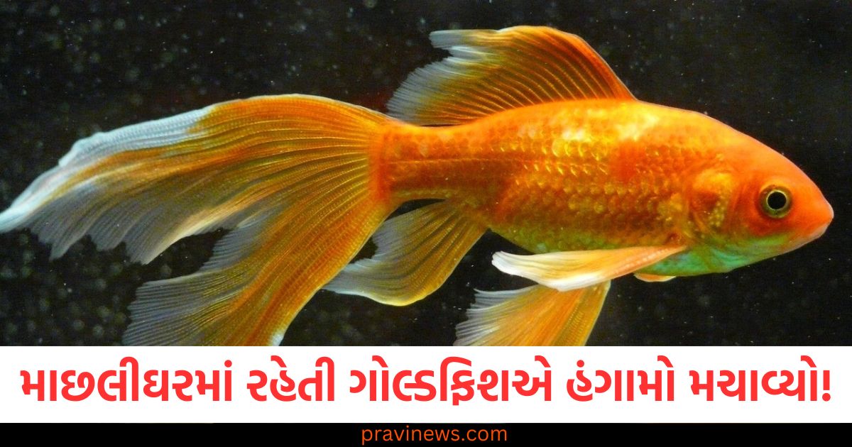 માછલીઘરમાં રહેતી ગોલ્ડફિશએ હંગામો મચાવ્યો! વૈજ્ઞાનિકોએ એવી ચેતવણી આપી કે સાંભળીને દુનિયા ટેન્શનમાં આવી ગઈ https://www.pravinews.com/international-news/guyanese-president-says-venezuelan-coastguard-patrol-approached-oil-facility-in-latest-incident-in-longstanding-feud-111023